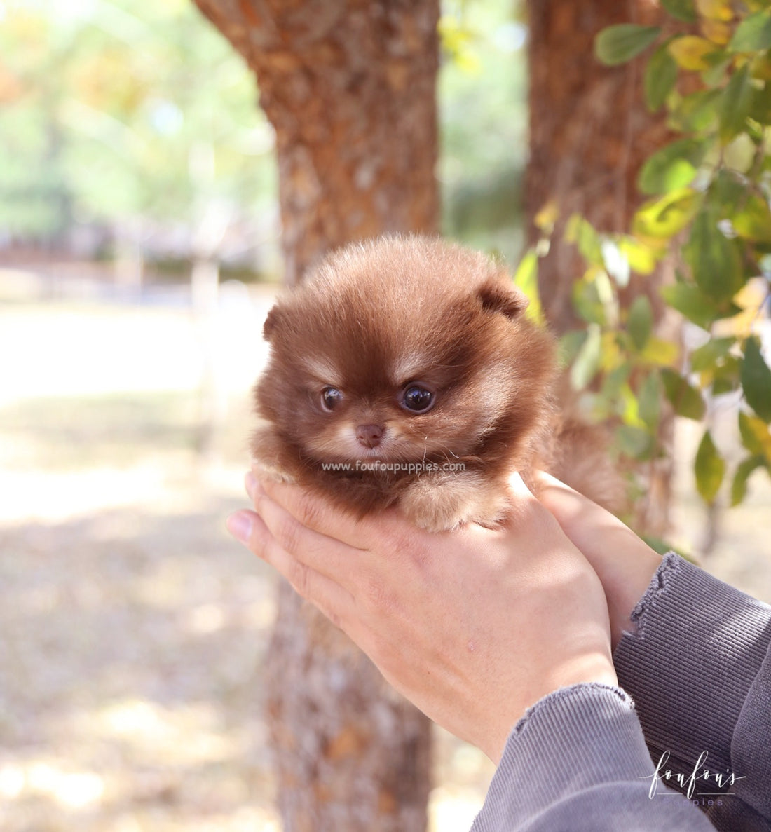 Dolce - Pomeranian F.