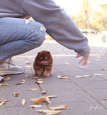 Dolce - Pomeranian F.