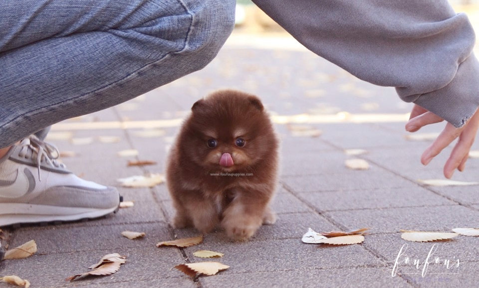 Dolce - Pomeranian F.