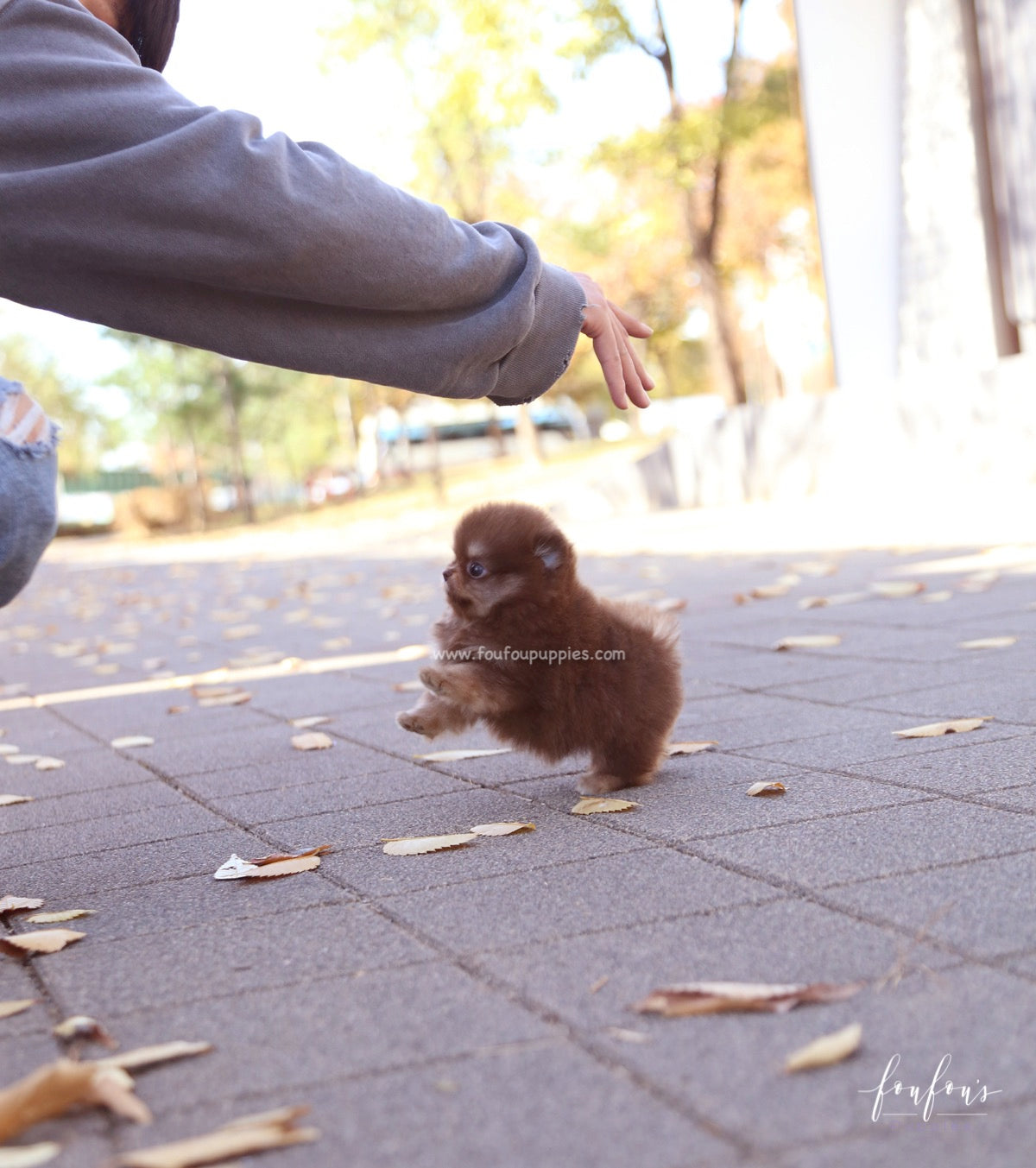 Dolce - Pomeranian F.