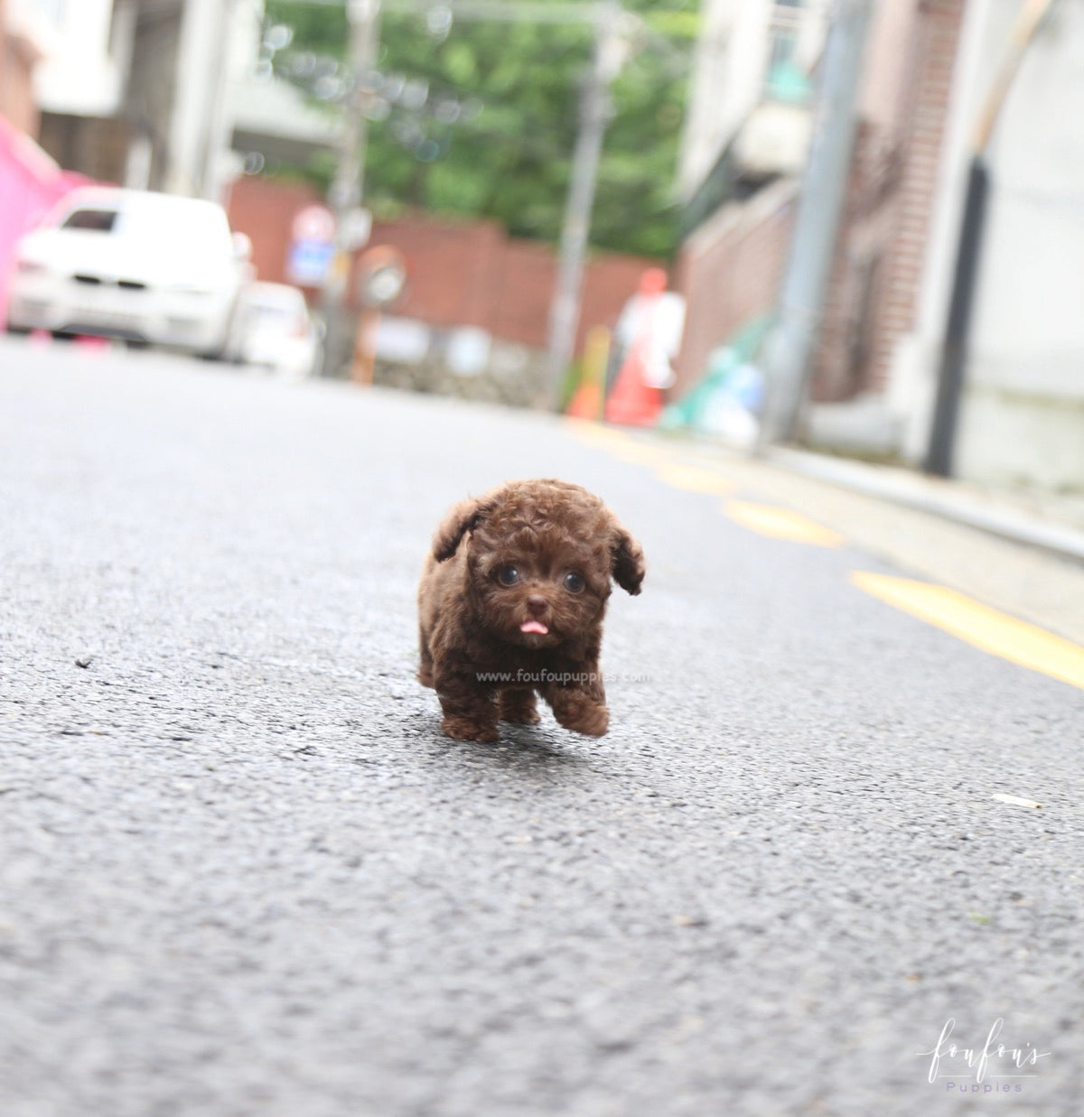 Mocha - Poodle F.