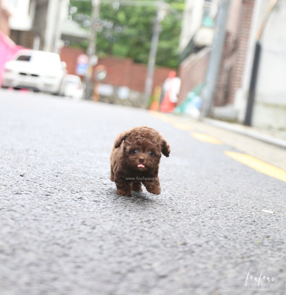 Mocha - Poodle F.