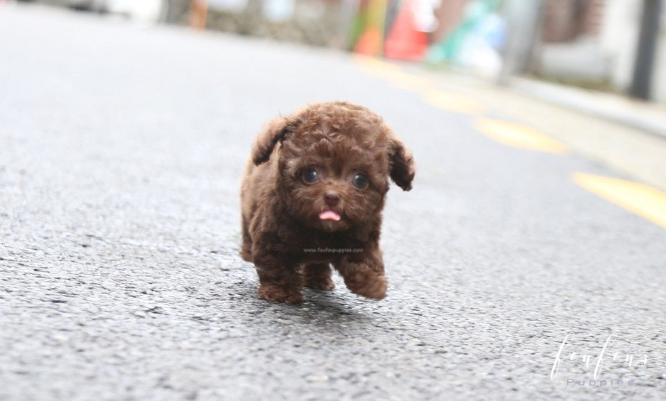 Mocha - Poodle F.