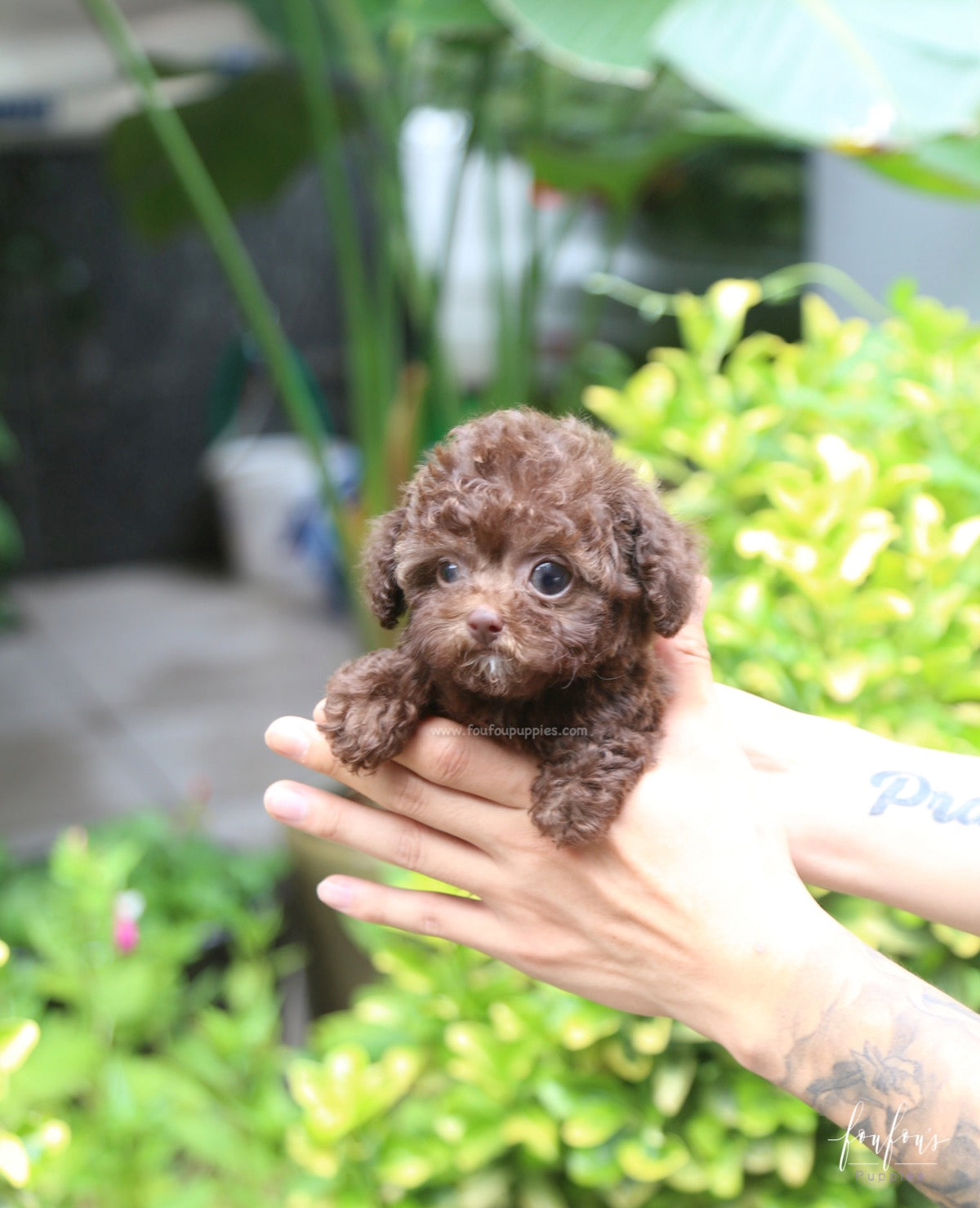 Mocha - Poodle F.