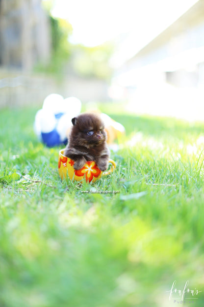 Chocolata - Pomeranian F.