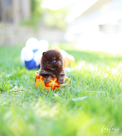 Chocolata - Pomeranian F.