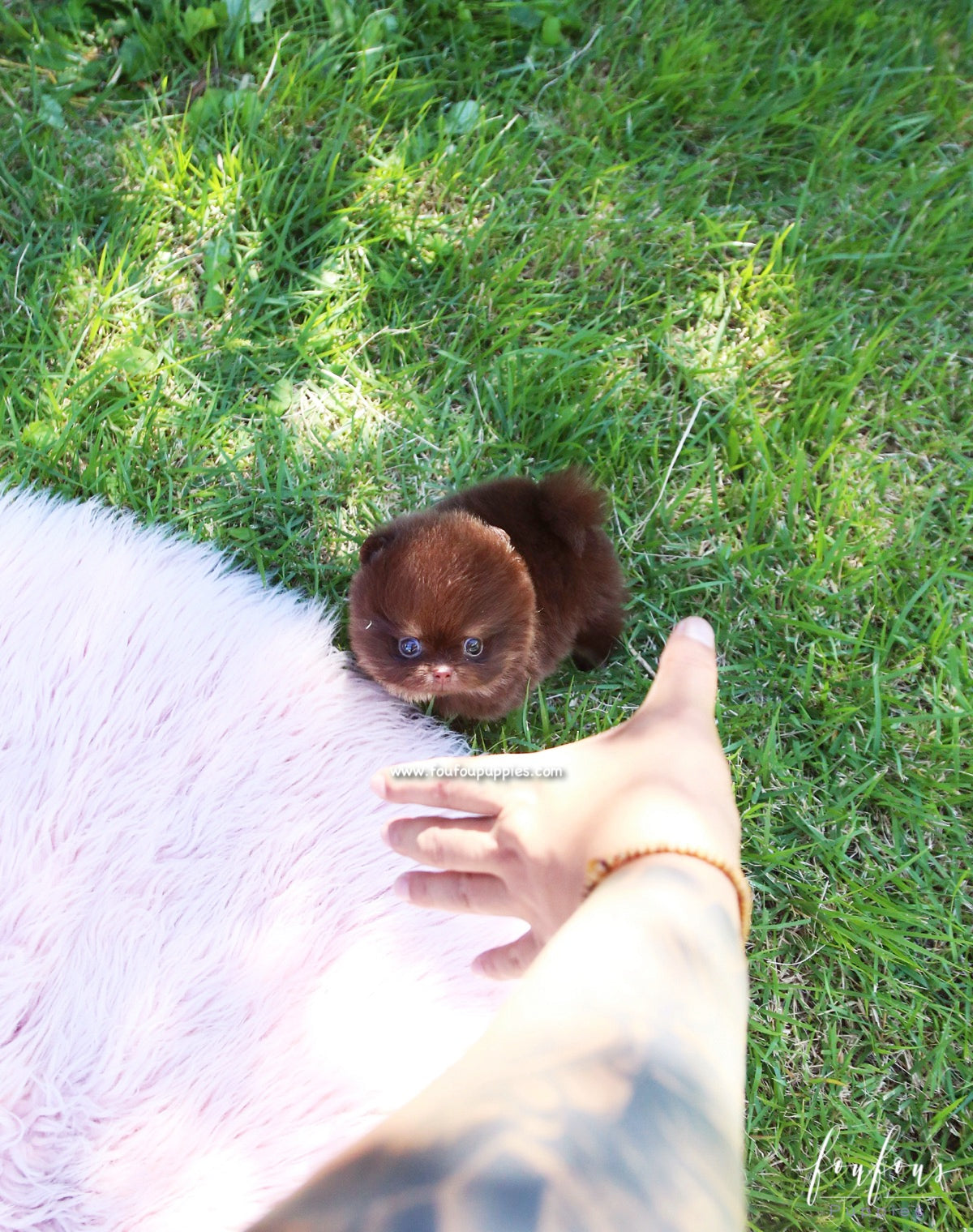 Chocolata - Pomeranian F.