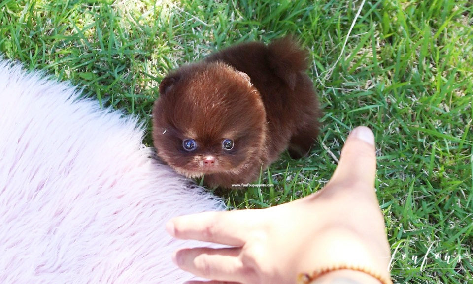 Chocolata - Pomeranian F.