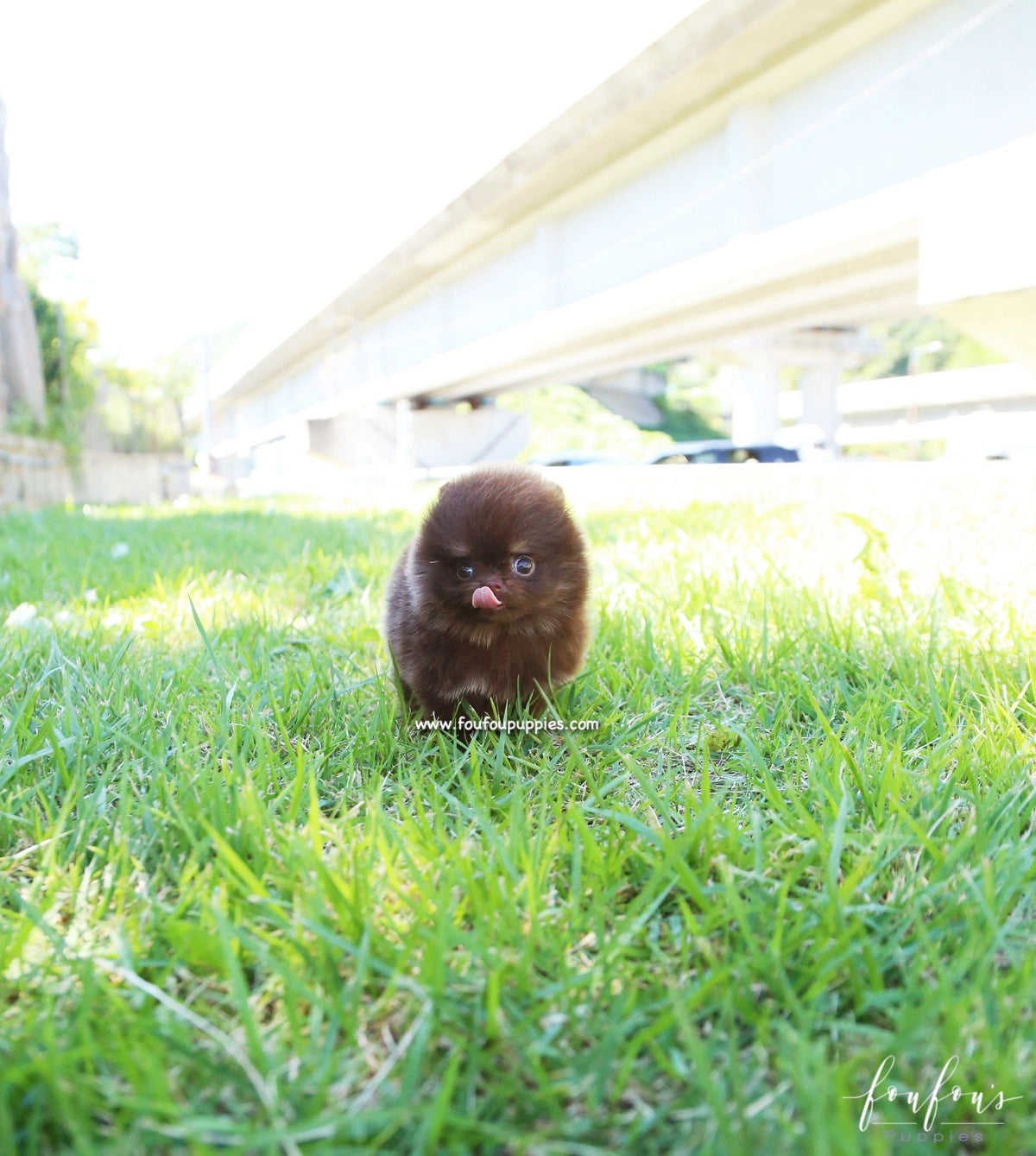 Chocolata - Pomeranian F.