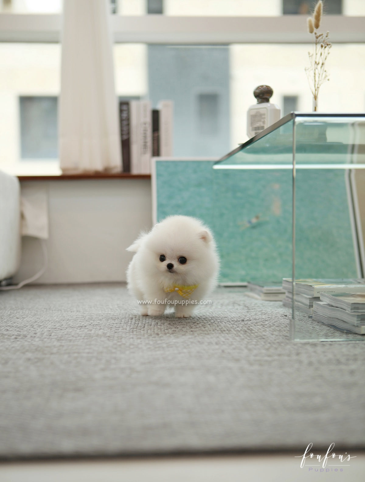 Smiley - Pomeranian M.