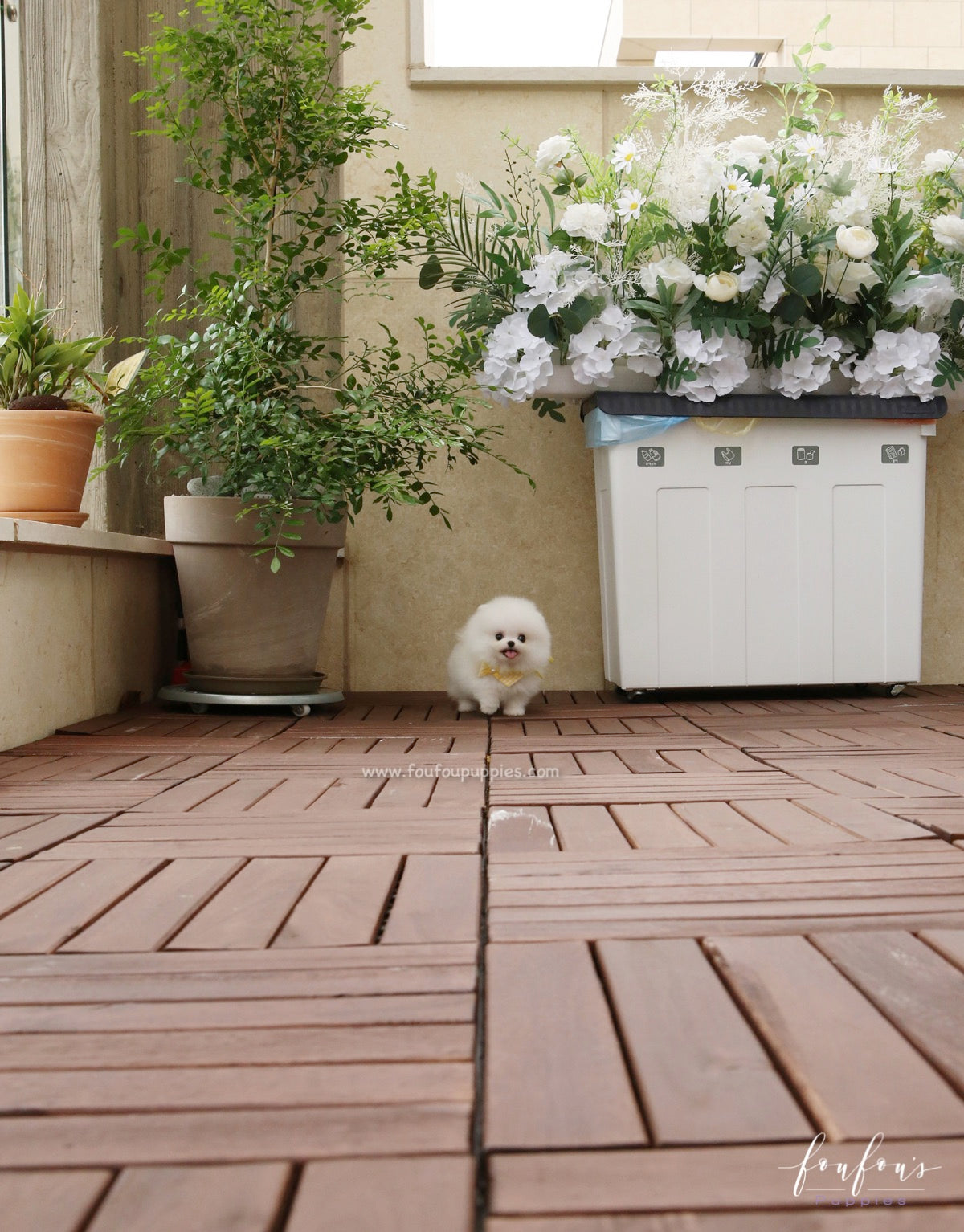 Smiley - Pomeranian M.