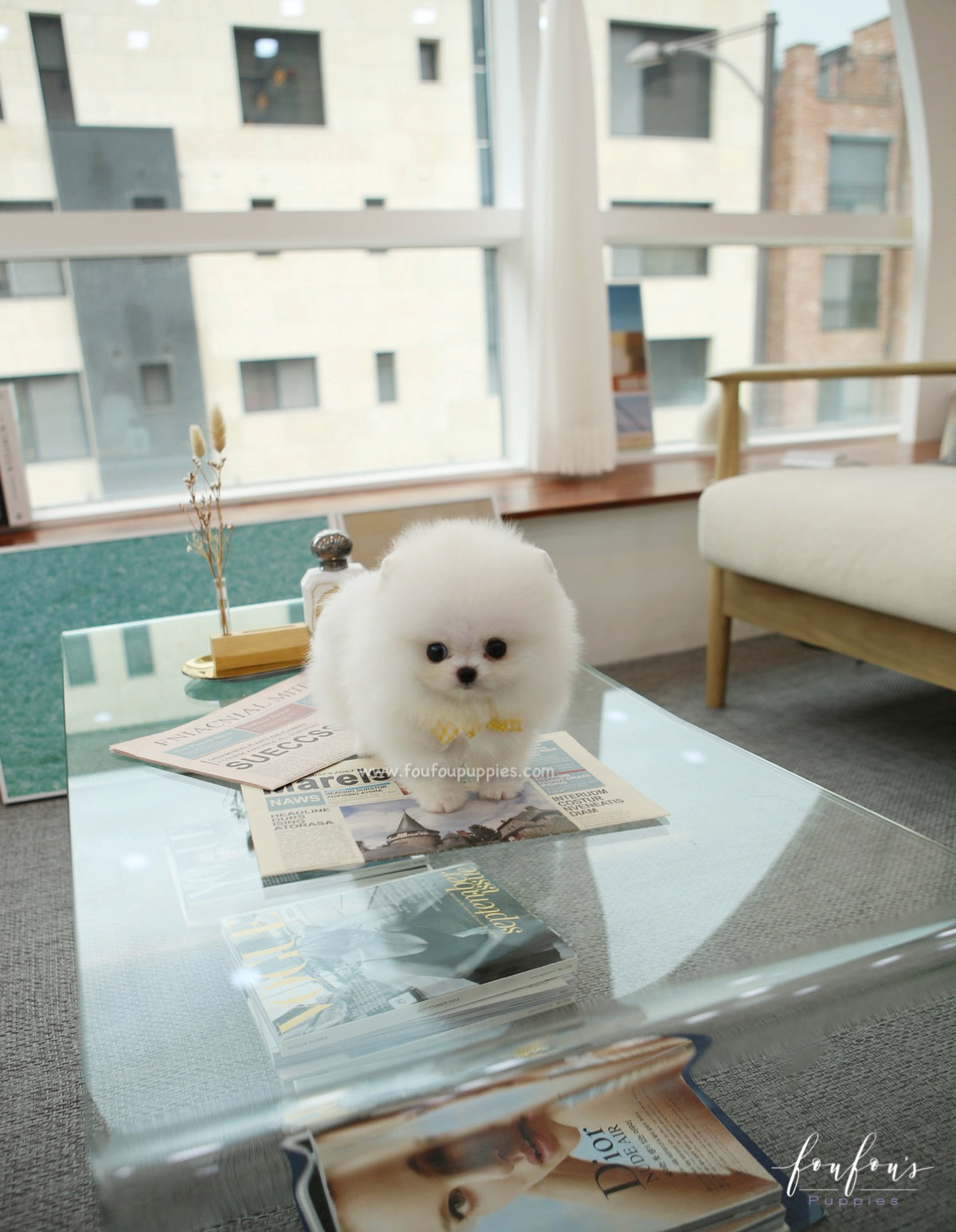 Smiley - Pomeranian M.