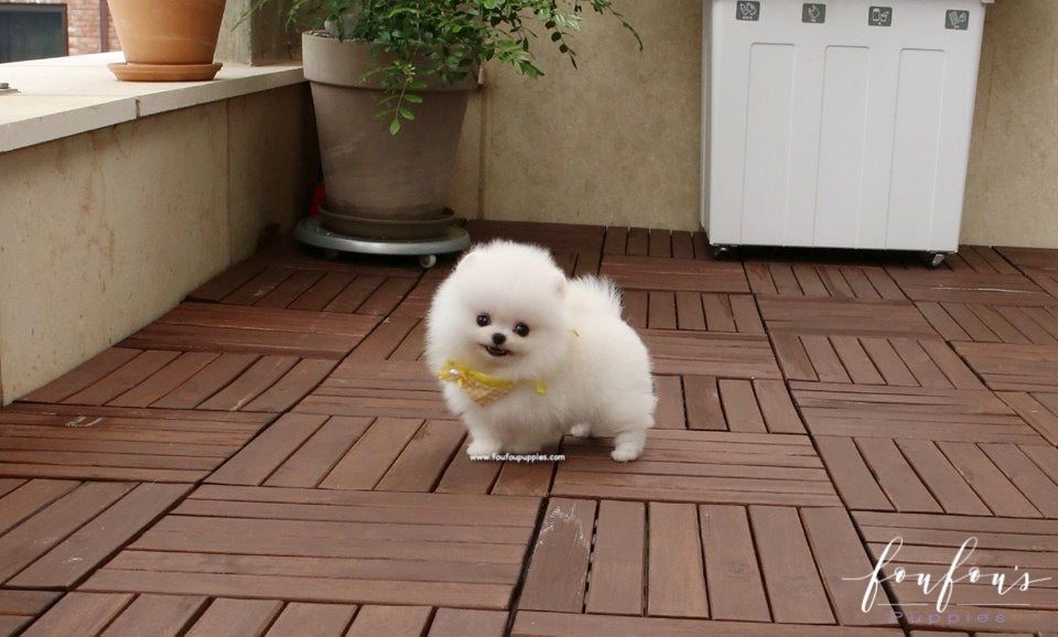 Smiley - Pomeranian M.