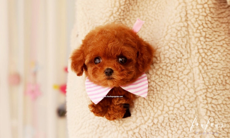 Ginger - Poodle F.