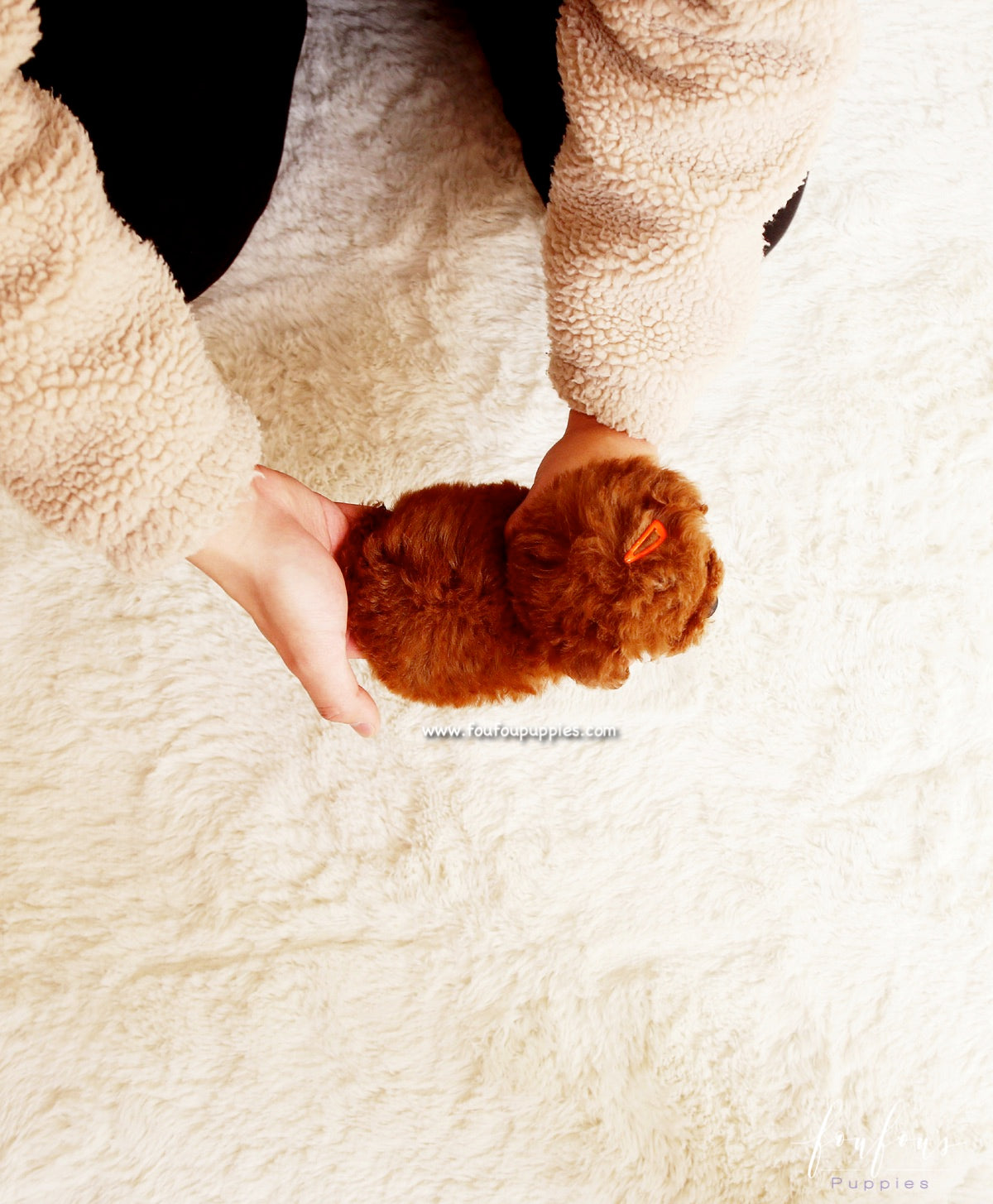 Ginger - Poodle F.