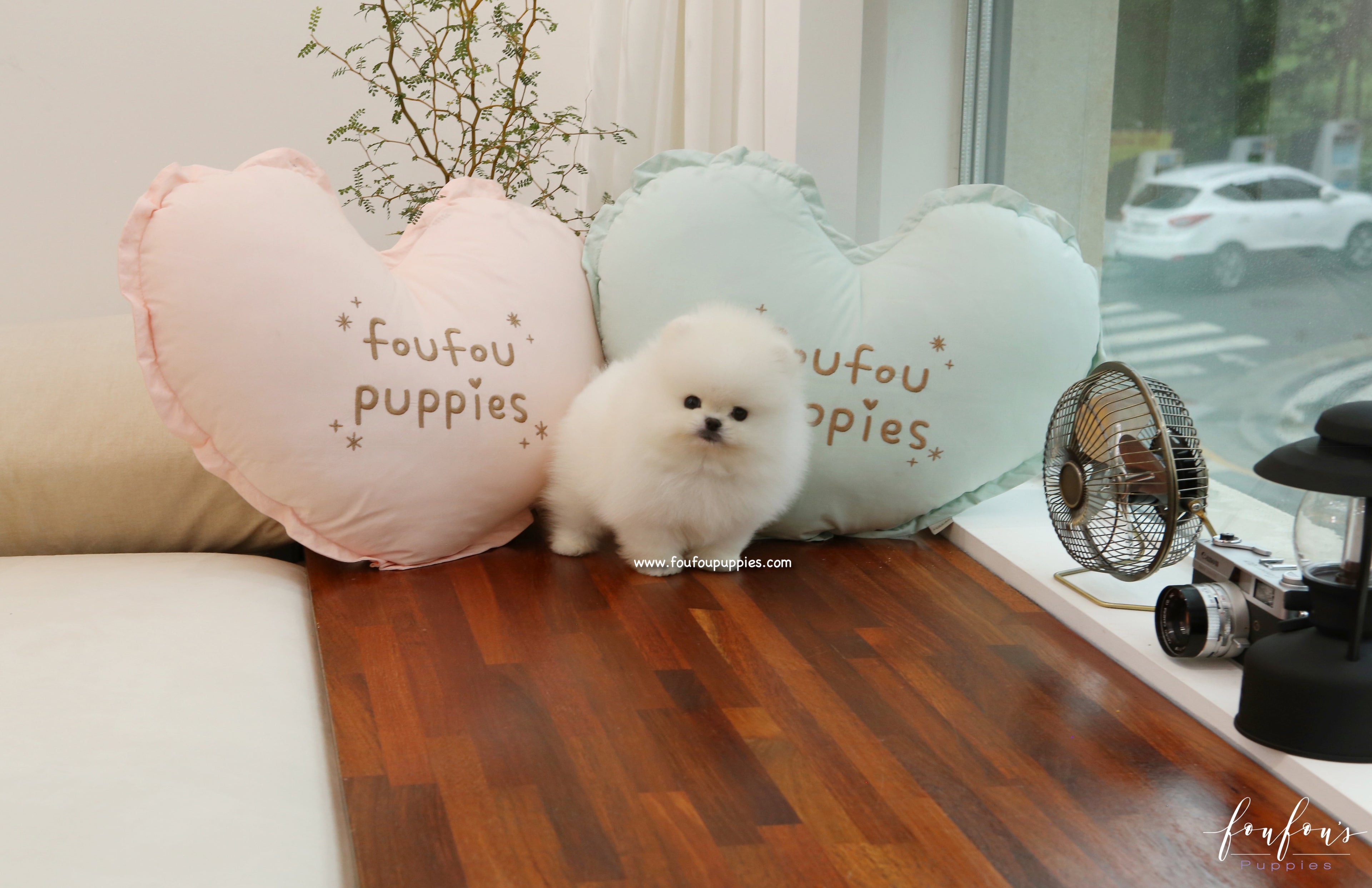 Champ - Pomeranian M.