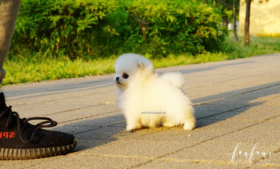 Chanel - Pomeranian F.