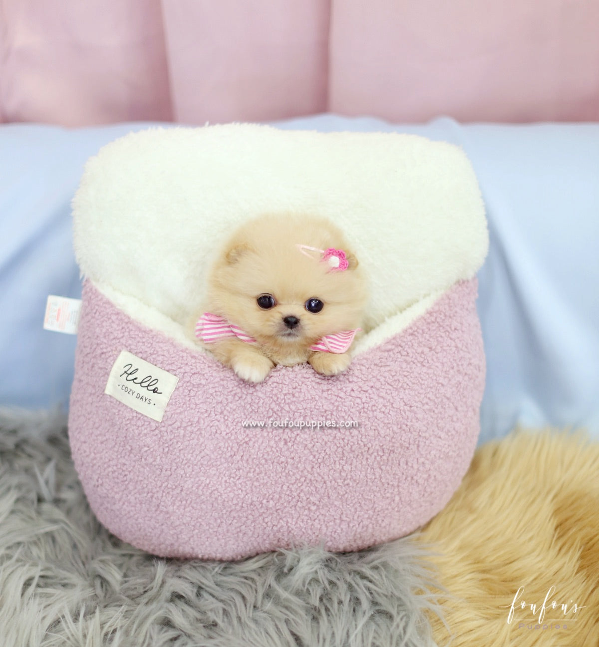 Chia - Pomeranian F.