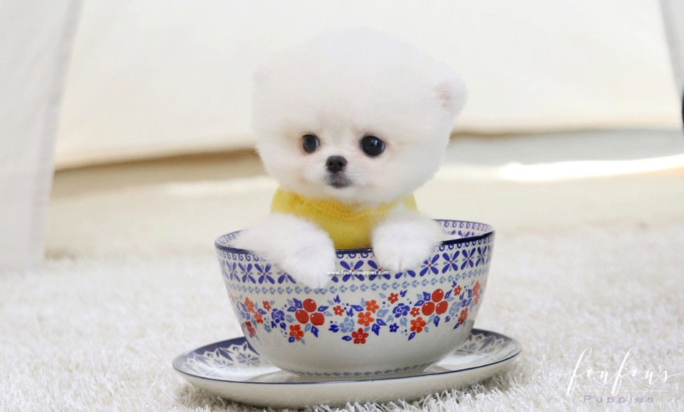 Bear - Pomeranian M.