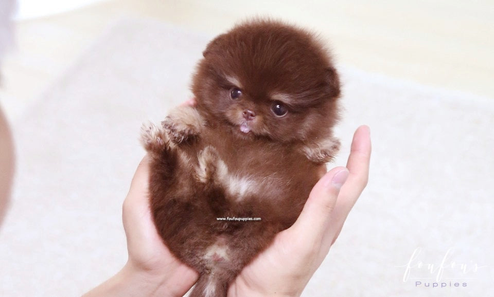 Cici - Pomeranian F.