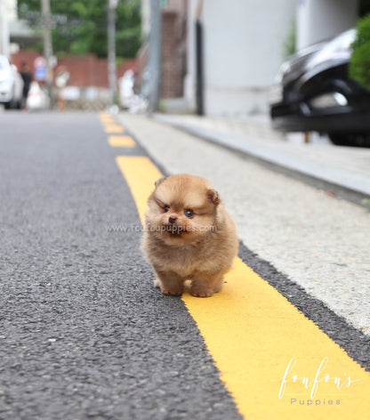 Tootsie - Pomeranian F.