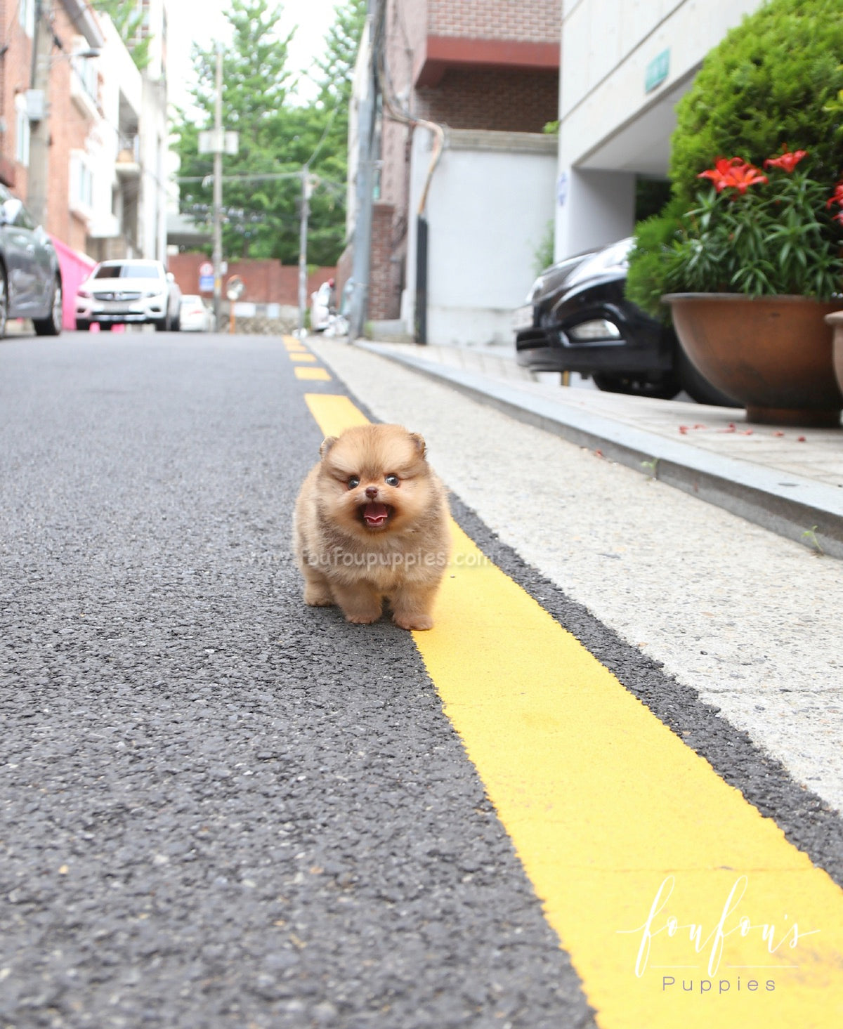 Tootsie - Pomeranian F.