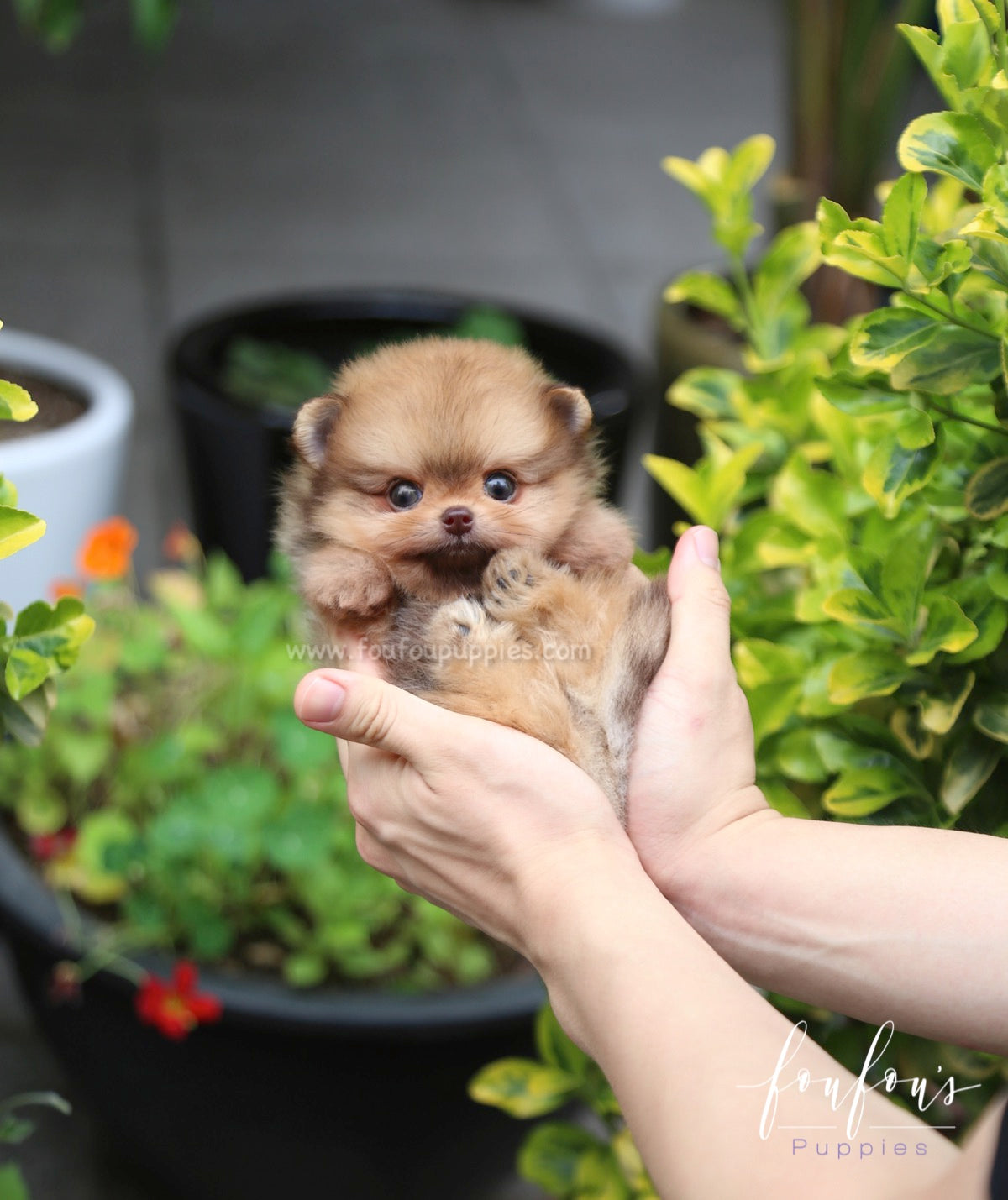 Tootsie - Pomeranian F.