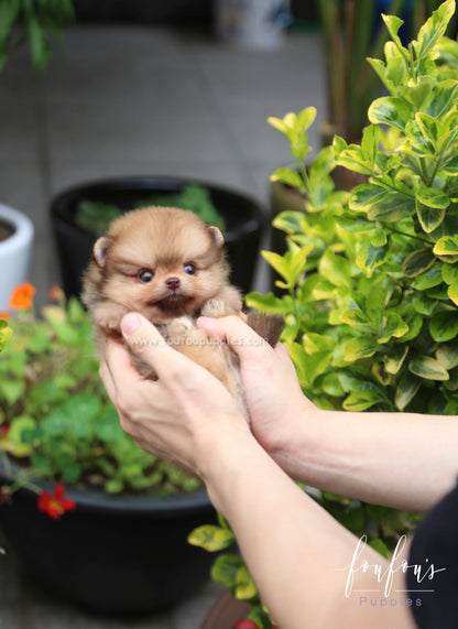 Tootsie - Pomeranian F.