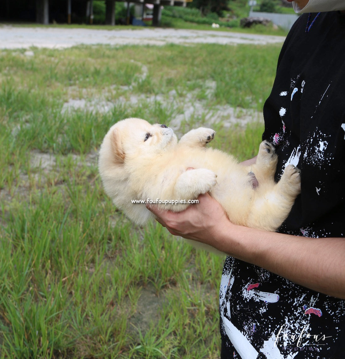 Bubba - Chow Chow M.