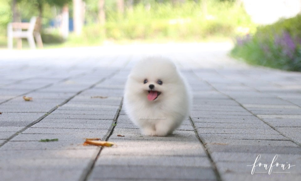 Claire - Pomeranian F.