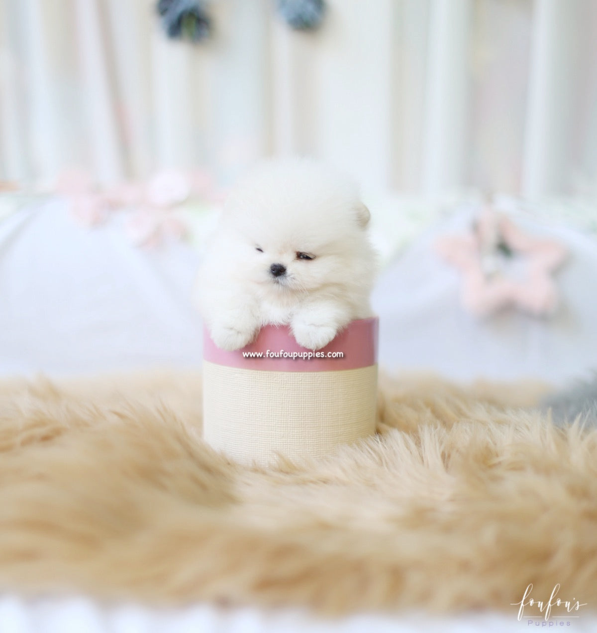 Canoli - Pomeranian M.