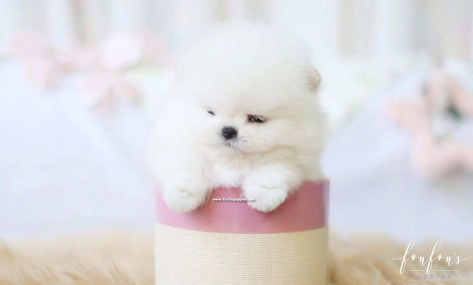 Canoli - Pomeranian M.