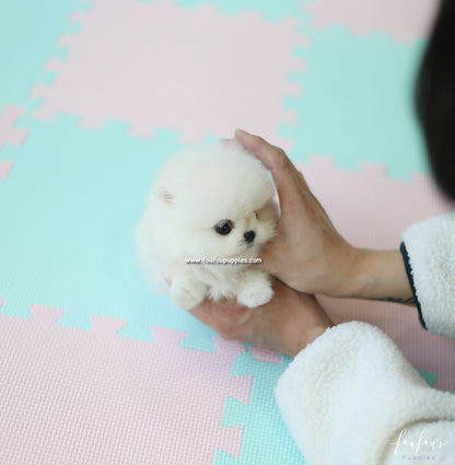 Canoli - Pomeranian M.