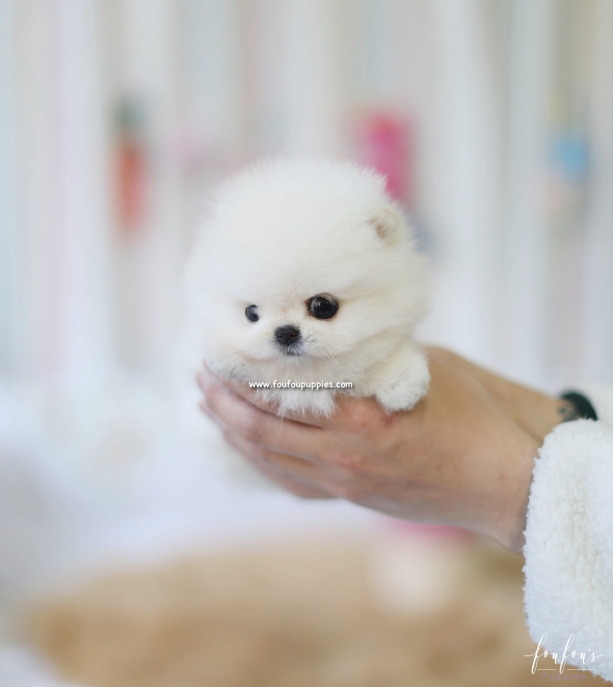 Canoli - Pomeranian M.