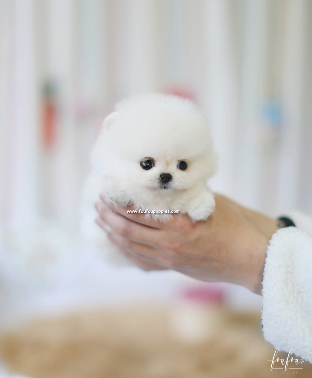 Canoli - Pomeranian M.