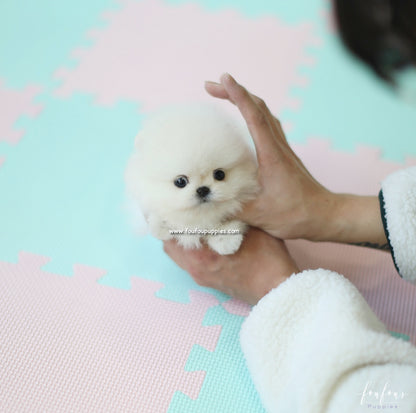 Canoli - Pomeranian M.