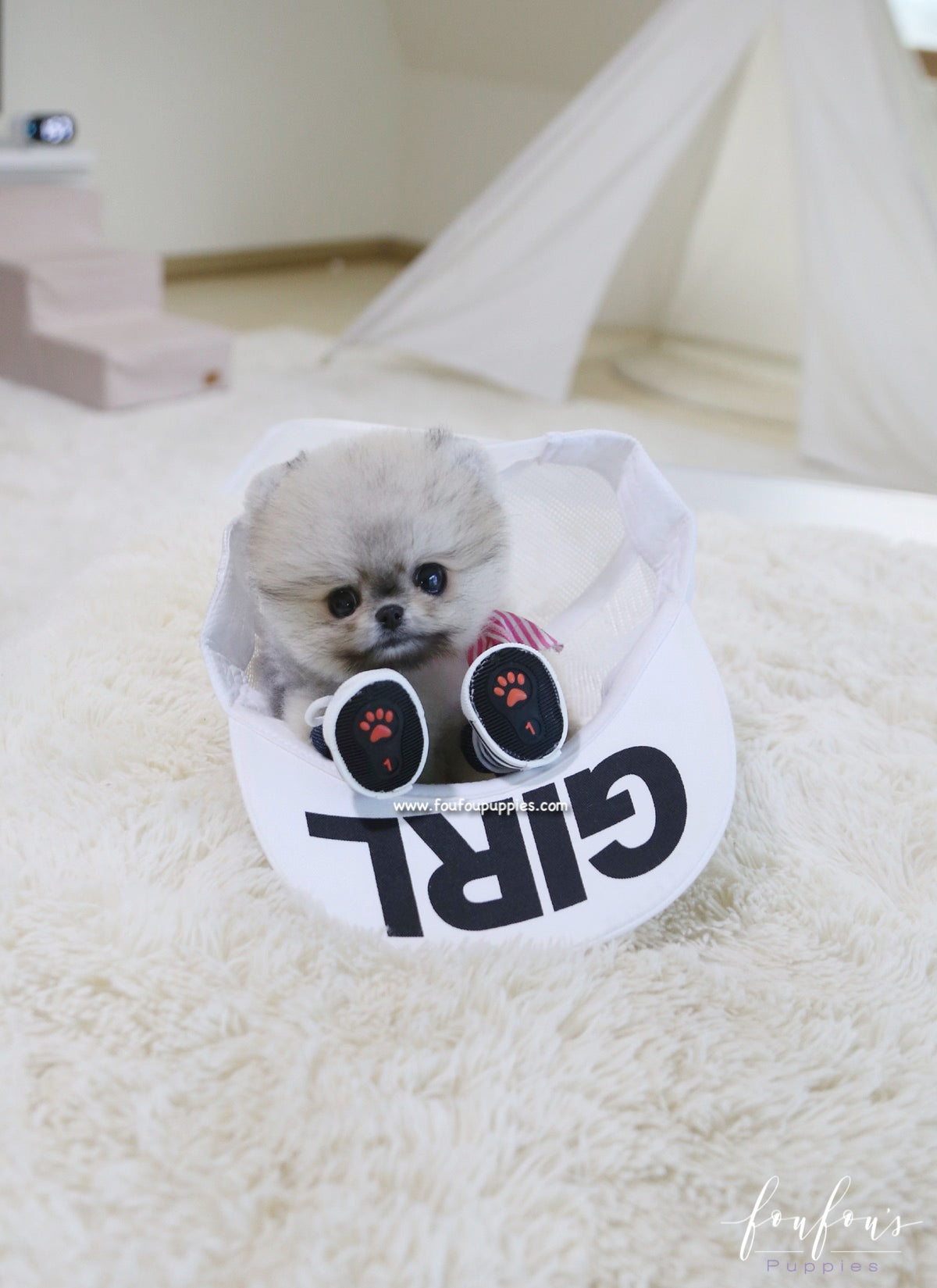 Cookie - Pomeranian F.