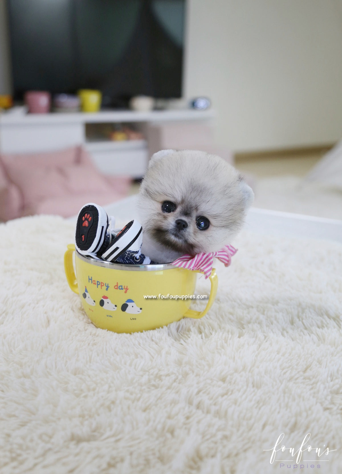 Cookie - Pomeranian F.