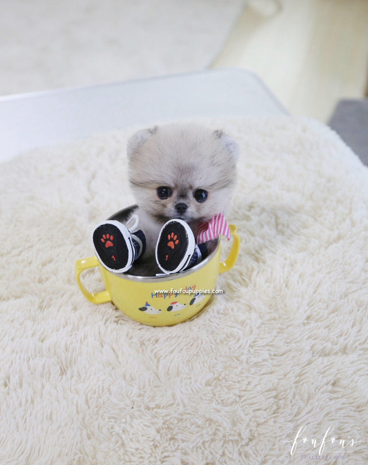 Cookie - Pomeranian F.