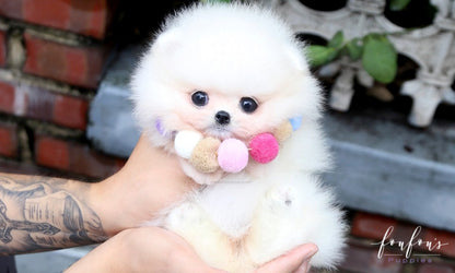 Cotton - Pomeranian F.