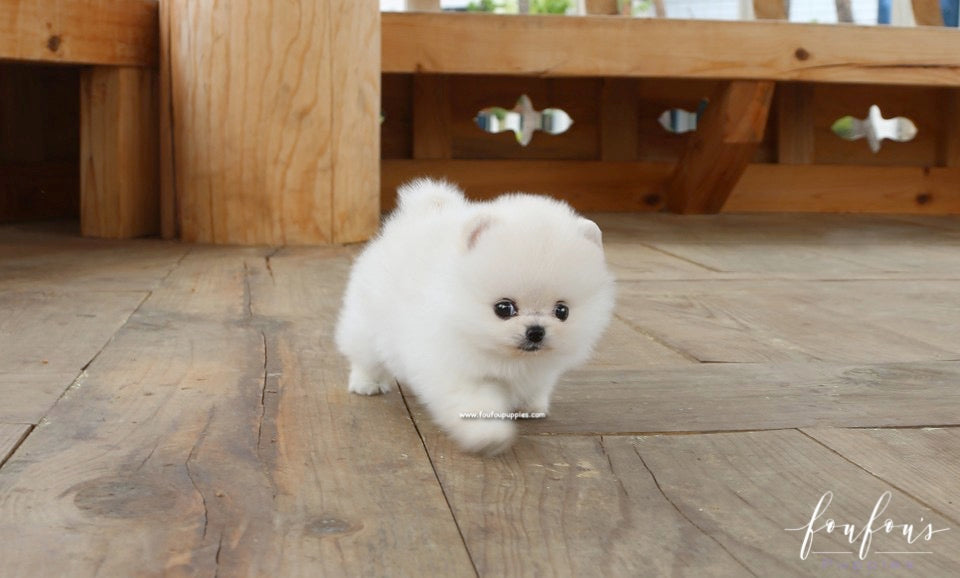 Cotton Candy - Pomeranian F.