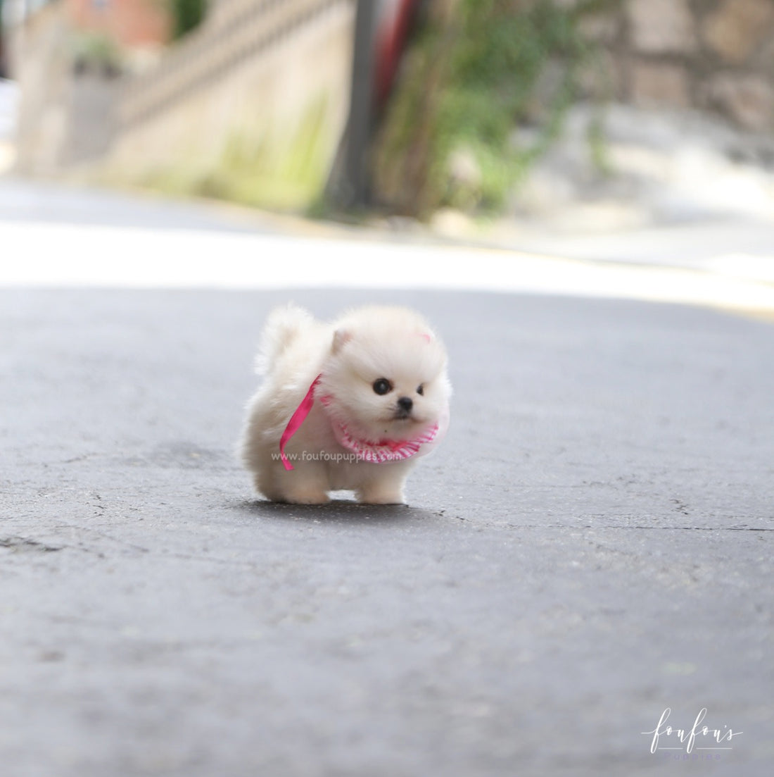 Cotton Candy - Pomeranian F.