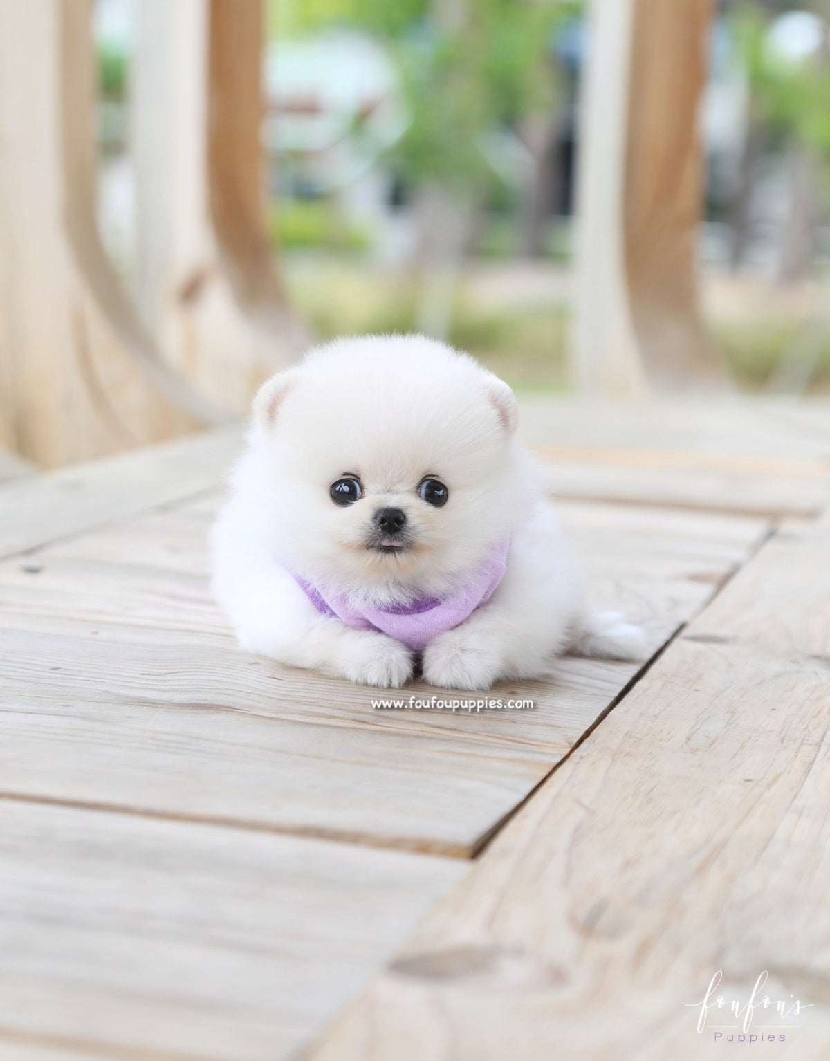 Cotton Candy - Pomeranian F.