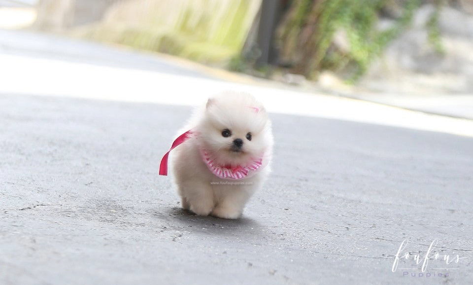 Cotton Candy - Pomeranian F.