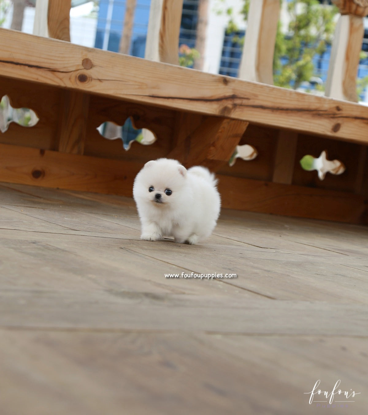 Cotton Candy - Pomeranian F.