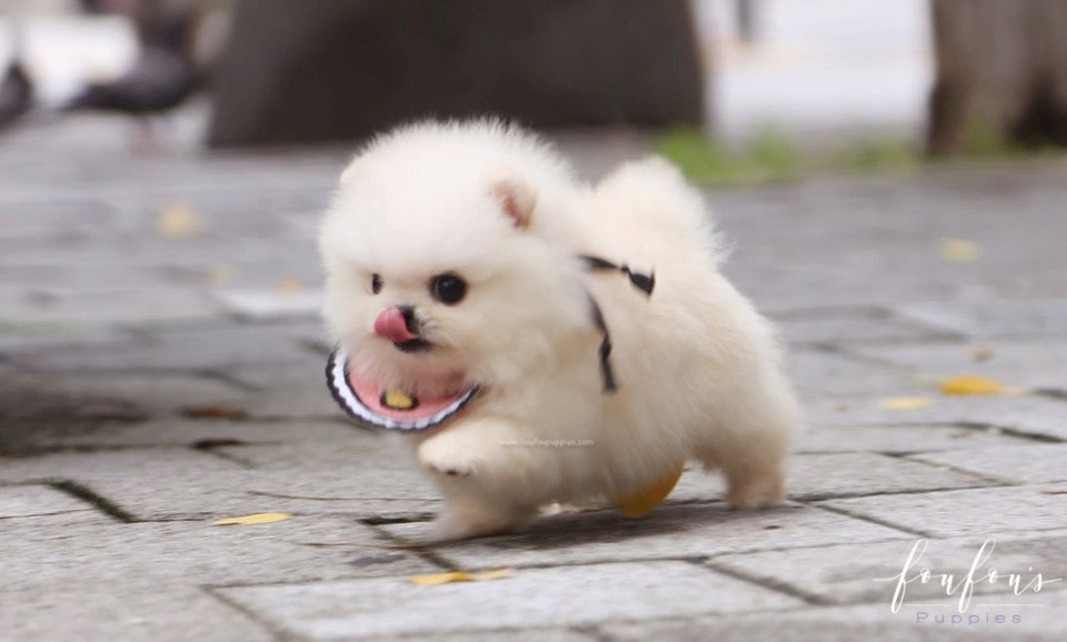 Crème Caramel - Pomeranian F.