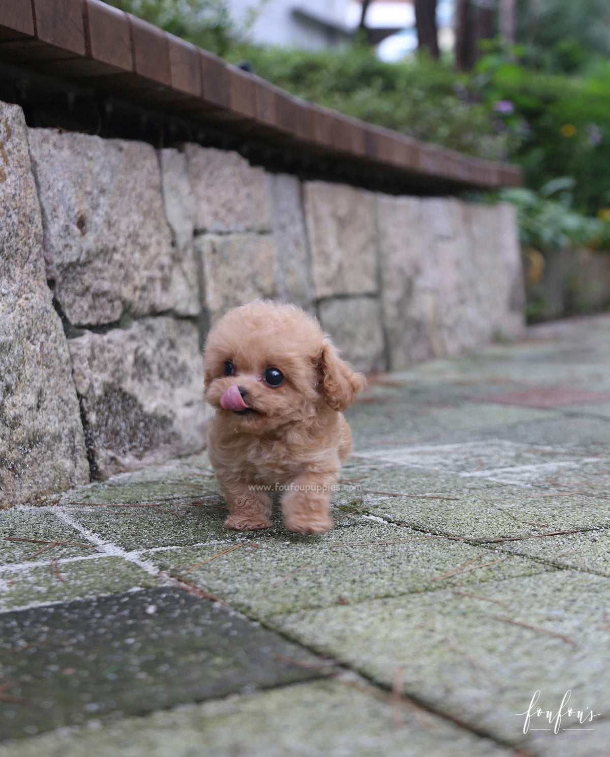 Daisy - Poodle F.