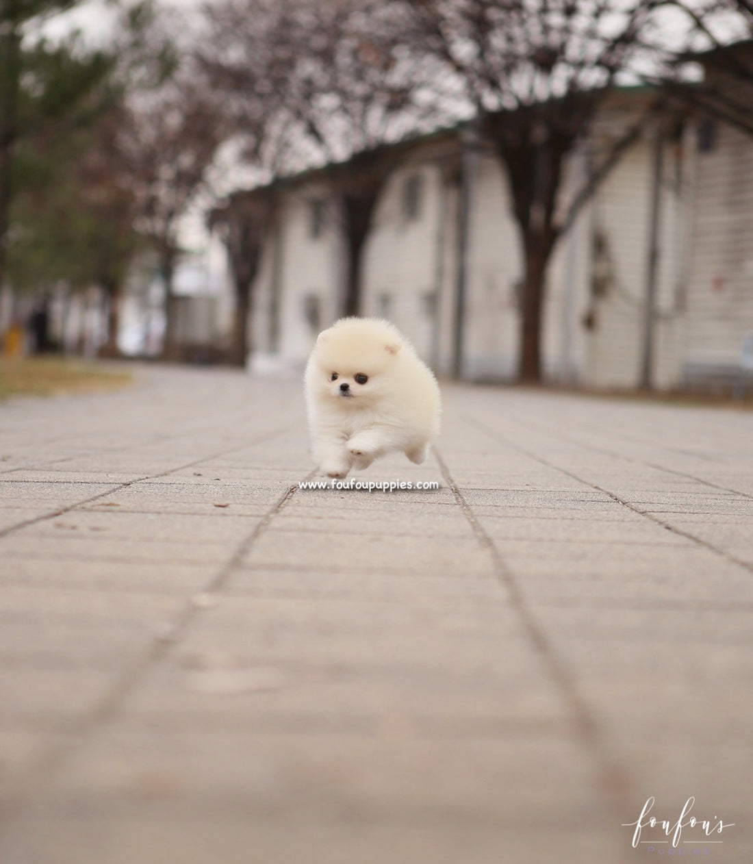 Elsa - Pomeranian F.
