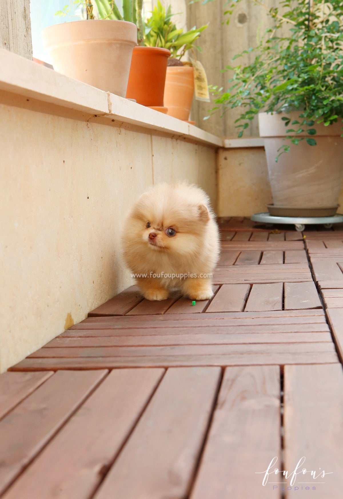 Mulan - Pomeranian F.