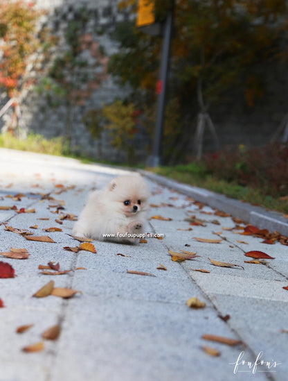 Chia - Pomeranian F.